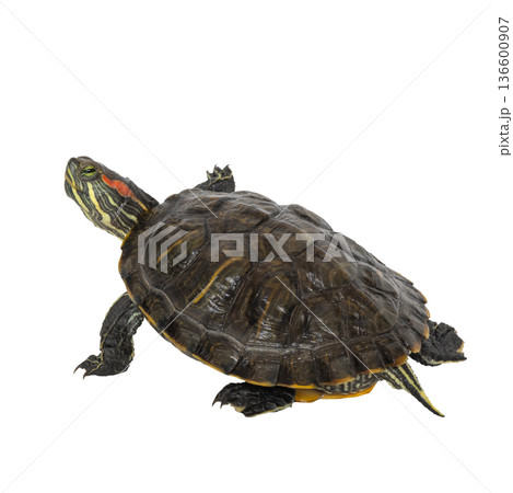 Detailed close-up of red-eared slider turtle on white background Detailed close-up of red-eared slider turtle on white background 136600907