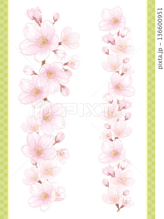 桜の水彩風手描きイラストの縦型イラスト2点セット 136600951