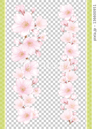 桜の水彩風手描きイラストの縦型イラスト2点セット 136600951