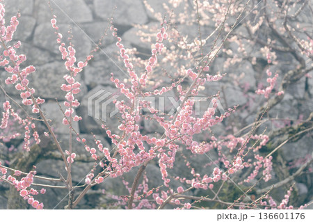 日本の梅の花 日本の梅の花 136601176