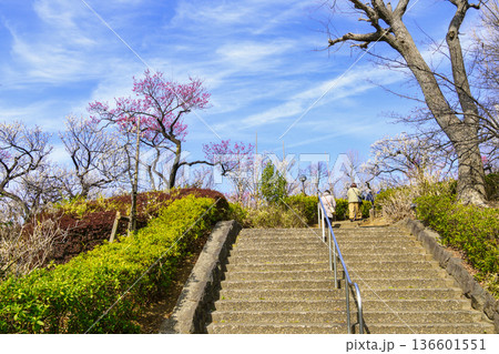 東京都　世田谷区　羽根木公園　梅園　梅まつり 136601551