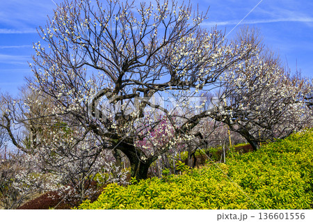 東京都　世田谷区　羽根木公園　梅園　梅まつり 136601556