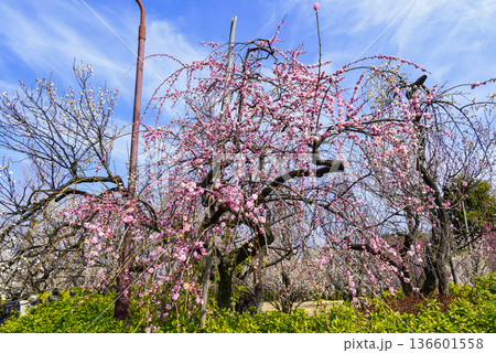 東京都 世田谷区 羽根木公園 梅園 梅まつり 東京都 世田谷区 羽根木公園 梅園 梅まつり 136601558