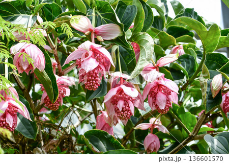 メディニラ・マグニフィカ Showy Medinilla メディニラ・マグニフィカ Showy Medinilla 136601570