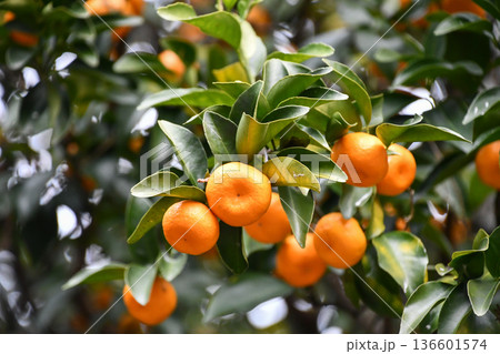 タチバナ Citrus tachibana タチバナ Citrus tachibana 136601574