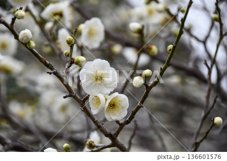 春の訪れを告げる梅の花 春の訪れを告げる梅の花 136601576