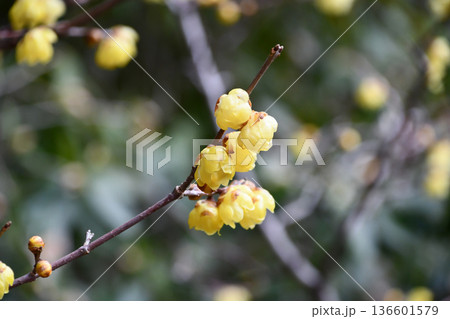 ソシンロウバイ(ロウバイ) Chimonanthus praecox ソシンロウバイ(ロウバイ) Chimonanthus praecox 136601579