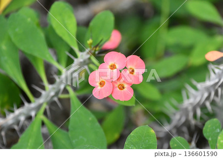 ハナキリン Crown of Thorns ハナキリン Crown of Thorns 136601590