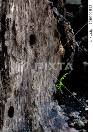 実生桧と朽ちた切り株 136601912