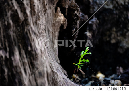 実生桧と朽ちた切り株 136601916