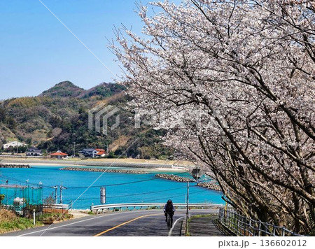 海辺の桜 136602012