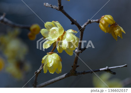 冬に咲く花 ロウバイ科ロウバイの黄色く透明な花 冬に咲く花 ロウバイ科ロウバイの黄色く透明な花 136602037