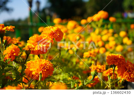 Vibrant Orange Marigold Flowers in Full Bloom with Blurred Sunny Garden Background Vibrant Orange Marigold Flowers in Full Bloom with Blurred Sunny Garden Background 136602430
