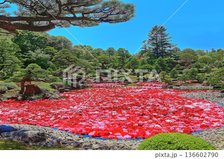 【島根県】晴天の由志園の池泉天竺牡丹（10万輪のダリア） 136602790