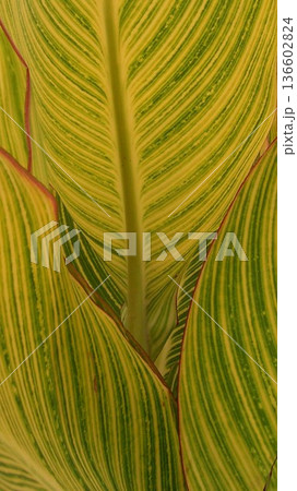 熱帯性観葉植物 緑と黄色の縦模様カンナ 3 136602824