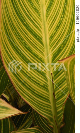 熱帯性観葉植物 緑と黄色の縦模様カンナ 1 136602826