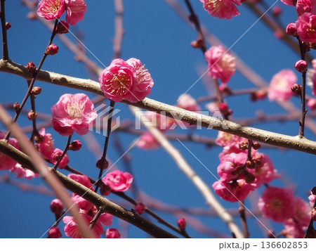 青空に映える紅梅 136602853