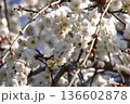 白い梅の花 136602878