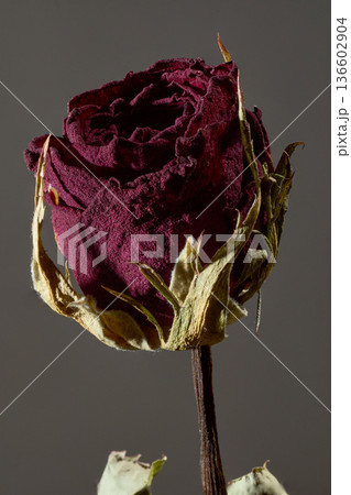 ストロボ光に照らされたドライフラワーのバラのシネマティックな造形美。縦位置 136602904