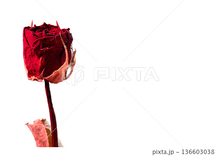 【白背景】情熱的な赤に染まるドライフラワーのバラ:フォーカススタックによる緻密な質感 【白背景】情熱的な赤に染まるドライフラワーのバラ:フォーカススタックによる緻密な質感 136603038