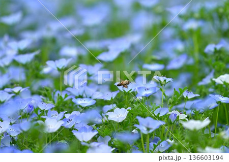 ネモフィラの花とハチ 136603194