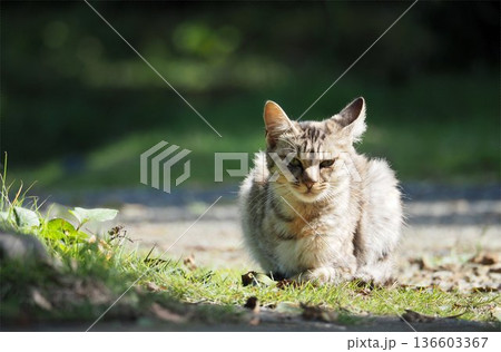 のら猫 のら猫 136603367