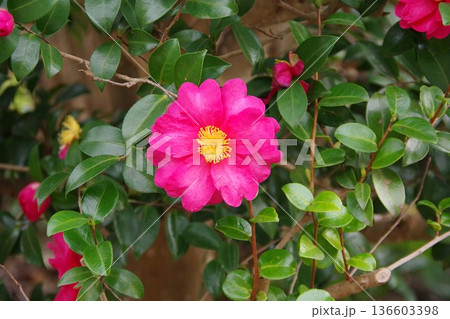 ピンク色のサザンカ（山茶花）の花 136603398