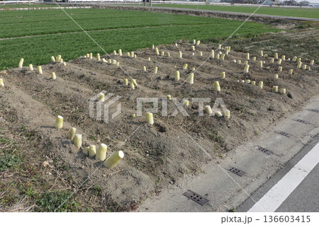 大根の保存 136603415