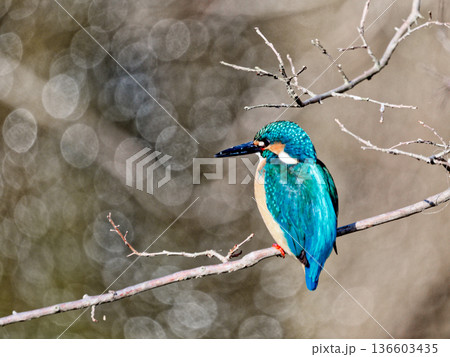 水辺の枝に止まるカワセミ♂ 136603435