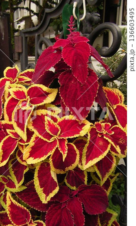 深紅色の葉に黄色い縁取りのある観葉植物のコリウス 136603495