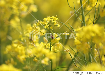 菜の花とテントウムシ 136603522