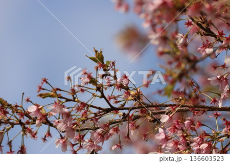 空と葉桜（花びらが散って…） 136603523