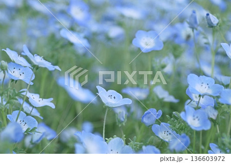 ネモフィラの花 ネモフィラの花 136603972