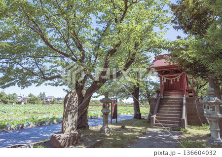 新潟 高田城址公園のお城弁財天 新潟 高田城址公園のお城弁財天 136604032