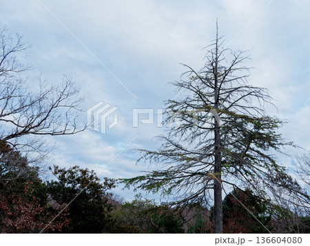 冬のヒマラヤスギの樹形風景 136604080