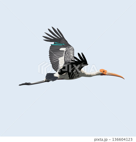 Bird Painted Stork flying Bird Painted Stork flying 136604123