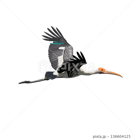Bird Painted Stork flying Bird Painted Stork flying 136604125