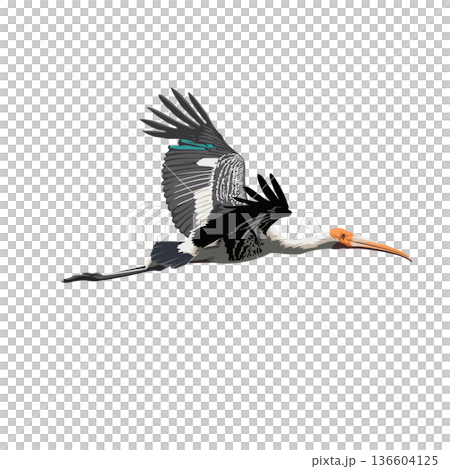 Bird Painted Stork flying Bird Painted Stork flying 136604125