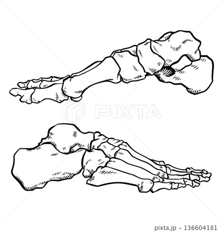 Hand drawn medical skeleton of the human foot side view Hand drawn medical skeleton of the human foot side view 136604181