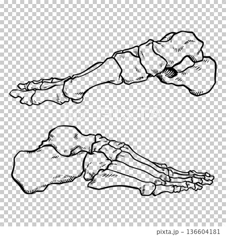 Hand drawn medical skeleton of the human foot side view Hand drawn medical skeleton of the human foot side view 136604181