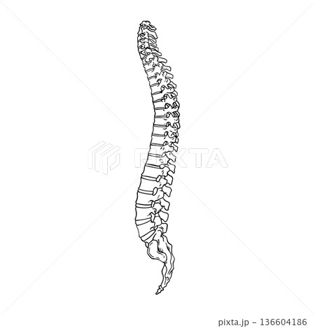 Human Spine Drawing Side View Human Spine Drawing Side View 136604186
