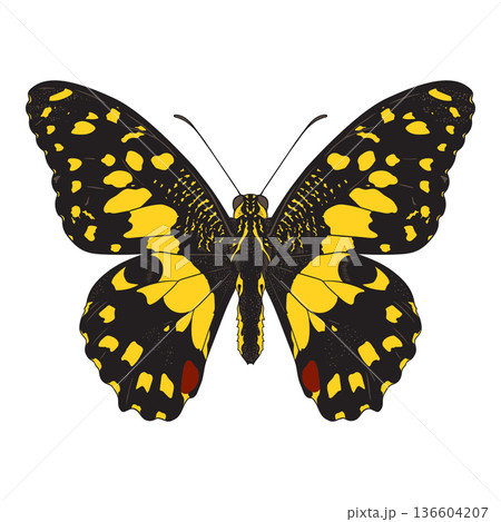 Papilio demoleus Butterfly vector 136604207