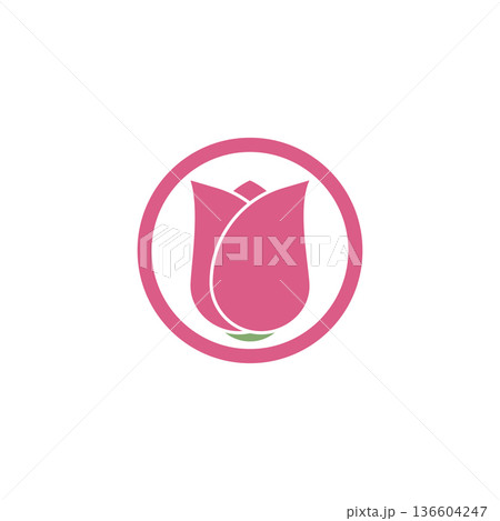 Rose flower illustration 136604247