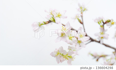 啓翁桜の花の白背景　コピースペース　新春 136604298