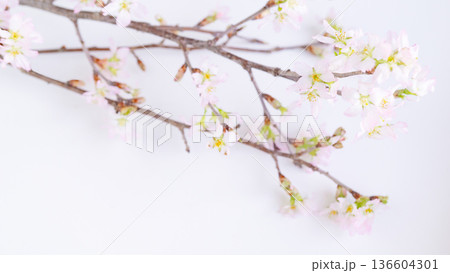 桜の花の枝の白背景 コピースペース 啓翁桜 桜の花の枝の白背景 コピースペース 啓翁桜 136604301