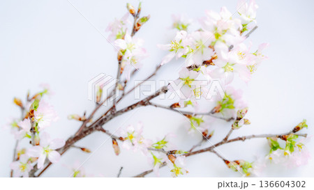 桜の花の枝の背景 白バック 啓翁桜 桜の花の枝の背景 白バック 啓翁桜 136604302