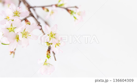 啓翁桜の花の白い背景 コピースペース 和のイメージ 啓翁桜の花の白い背景 コピースペース 和のイメージ 136604309