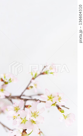 桜の花の白バック背景 コピースペース 啓翁桜 和風 桜の花の白バック背景 コピースペース 啓翁桜 和風 136604310