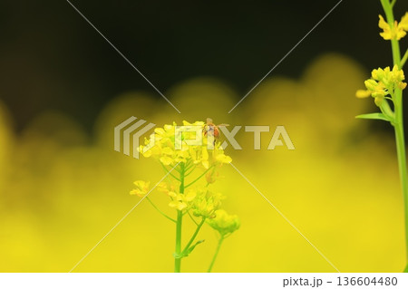 春の光に輝く菜の花 春の光に輝く菜の花 136604480