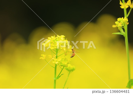 春の光に輝く菜の花 春の光に輝く菜の花 136604481